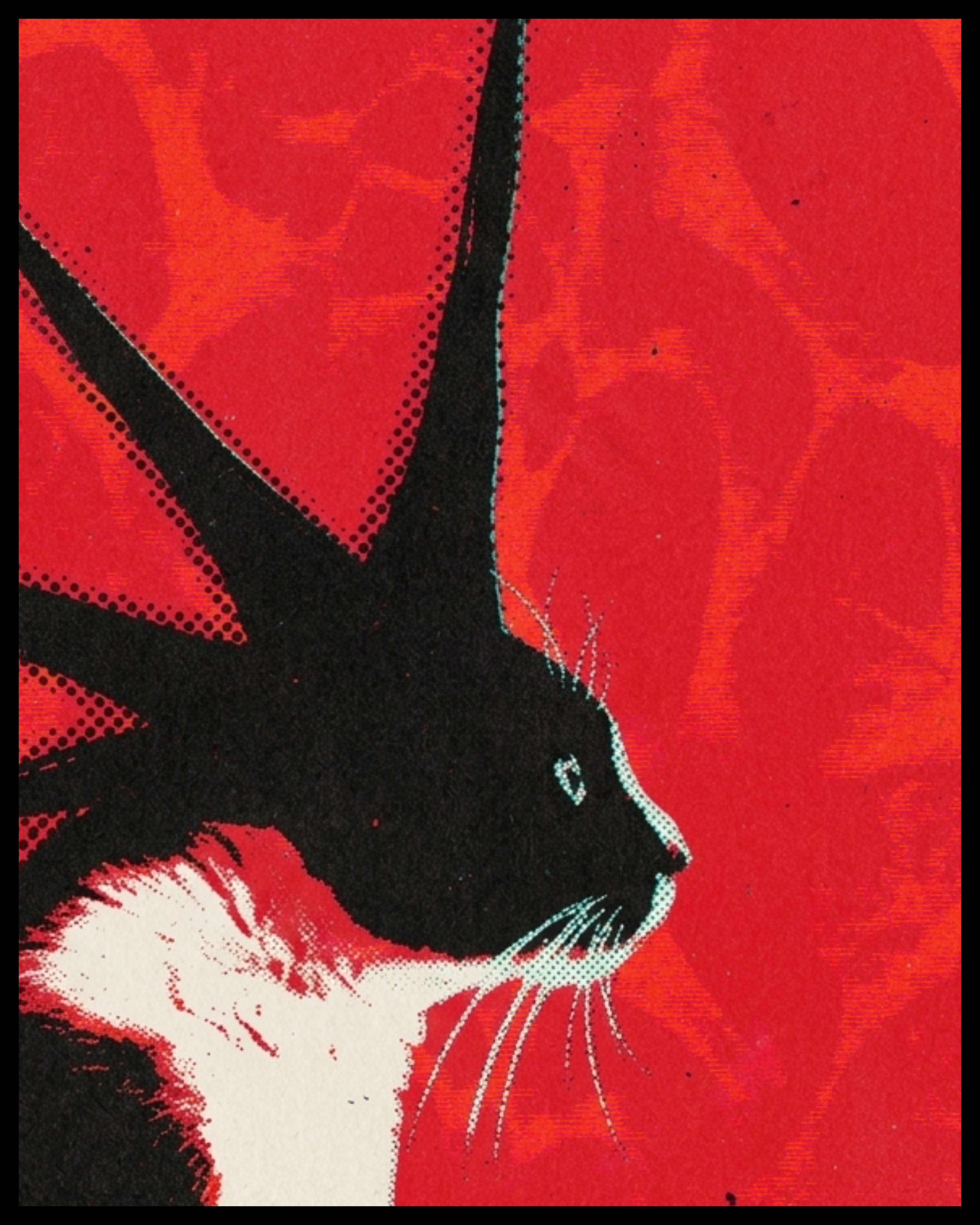 weird cat